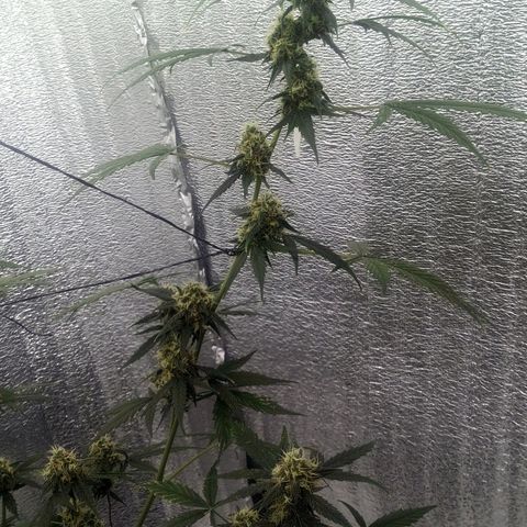 Gorilla Glue Auto Barney's Farm  growlog timeline photo