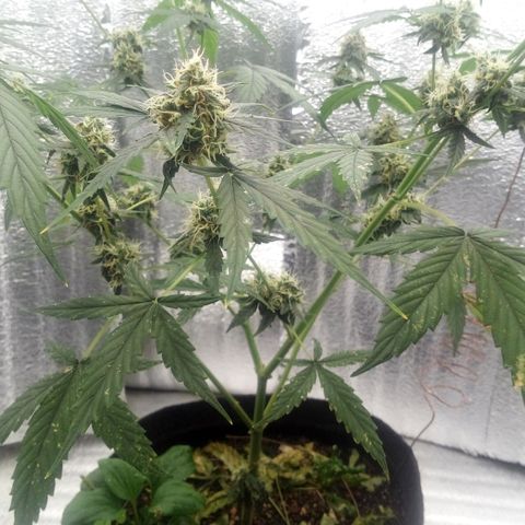 Gorilla Glue Auto Barney's Farm  growlog timeline photo