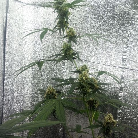 Gorilla Glue Auto Barney's Farm  growlog timeline photo