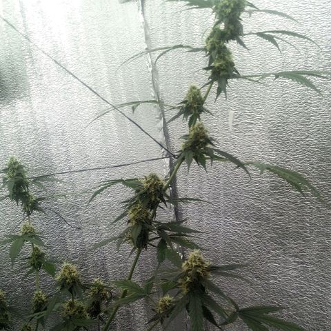 Gorilla Glue Auto Barney's Farm  growlog timeline photo