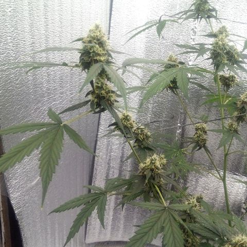 Gorilla Glue Auto Barney's Farm  growlog timeline photo