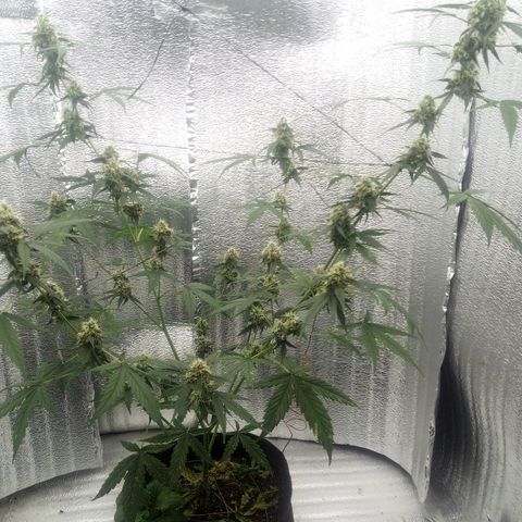 Gorilla Glue Auto Barney's Farm  growlog timeline photo