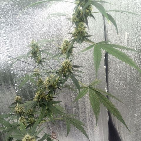 Gorilla Glue Auto Barney's Farm  growlog timeline photo