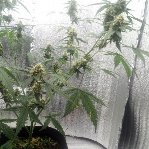 Gorilla Glue Auto Barney's Farm  growlog timeline photo