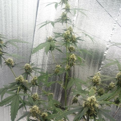 Gorilla Glue Auto Barney's Farm  growlog timeline photo