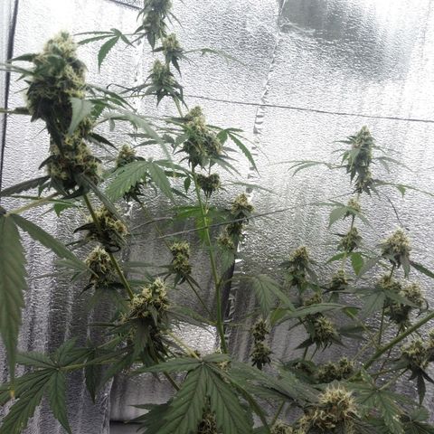 Gorilla Glue Auto Barney's Farm  growlog timeline photo