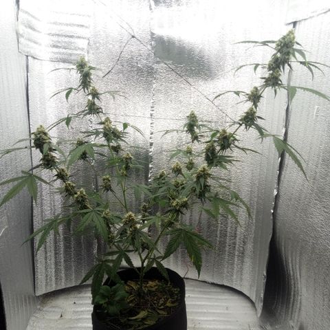 Gorilla Glue Auto Barney's Farm  growlog timeline photo