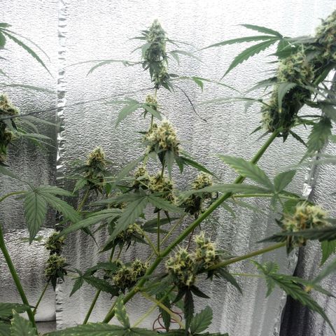 Gorilla Glue Auto Barney's Farm  growlog timeline photo