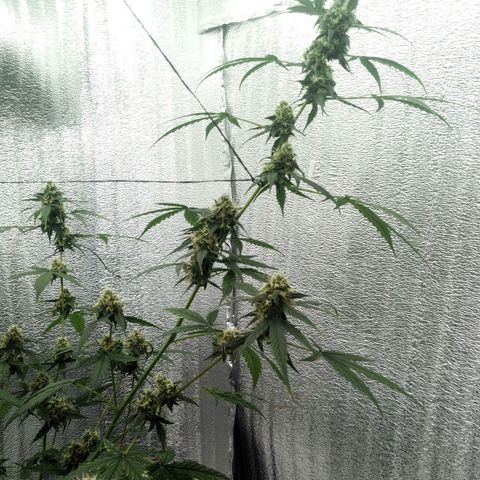 Gorilla Glue Auto Barney's Farm  growlog timeline photo