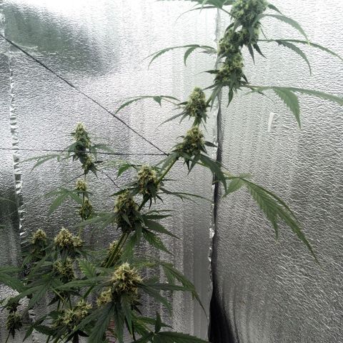 Gorilla Glue Auto Barney's Farm  growlog timeline photo
