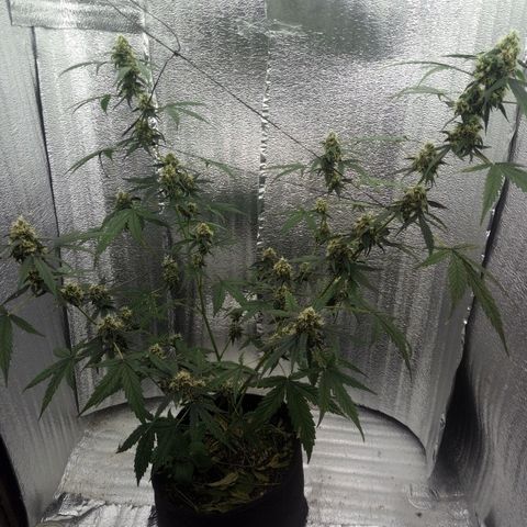 Gorilla Glue Auto Barney's Farm  growlog timeline photo