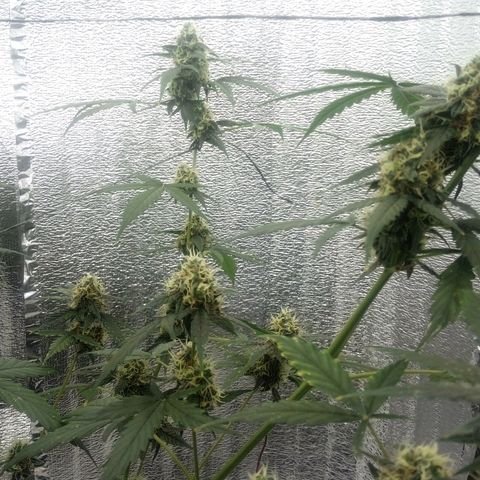 Gorilla Glue Auto Barney's Farm  growlog timeline photo