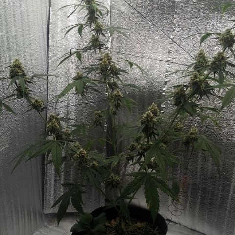 Gorilla Glue Auto Barney's Farm  growlog timeline photo