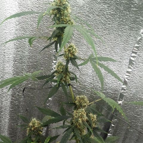 Gorilla Glue Auto Barney's Farm  growlog timeline photo