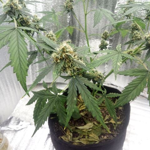 Gorilla Glue Auto Barney's Farm  growlog timeline photo