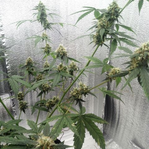 Gorilla Glue Auto Barney's Farm  growlog timeline photo