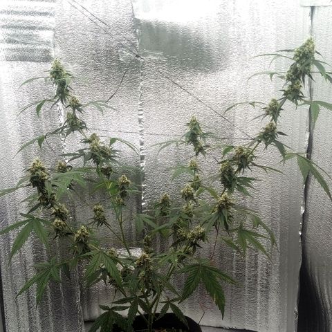 Gorilla Glue Auto Barney's Farm  growlog timeline photo