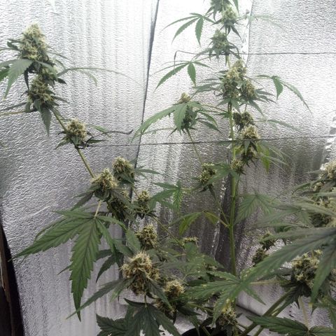 Gorilla Glue Auto Barney's Farm  growlog timeline photo