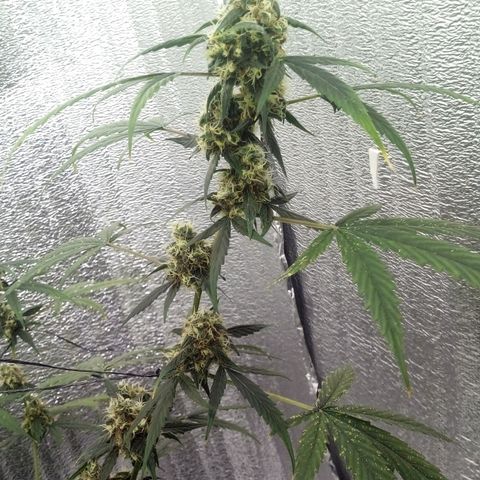 Gorilla Glue Auto Barney's Farm  growlog timeline photo
