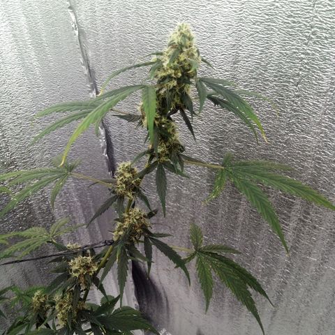 Gorilla Glue Auto Barney's Farm  growlog timeline photo