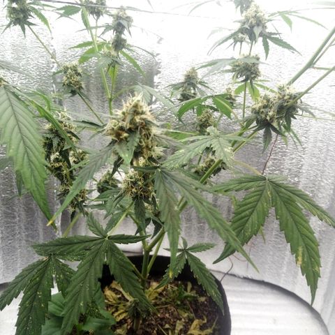 Gorilla Glue Auto Barney's Farm  growlog timeline photo