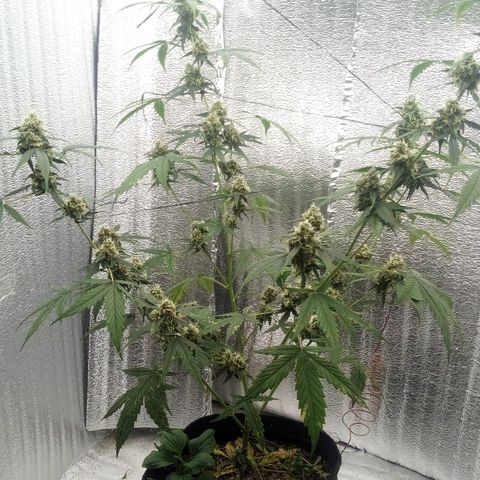 Gorilla Glue Auto Barney's Farm  growlog timeline photo