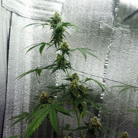Gorilla Glue Auto Barney's Farm  growlog timeline photo