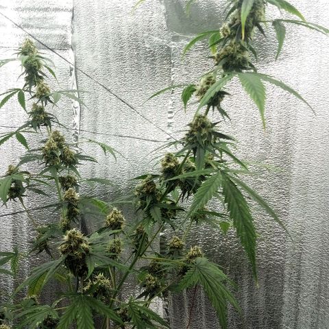 Gorilla Glue Auto Barney's Farm  growlog timeline photo