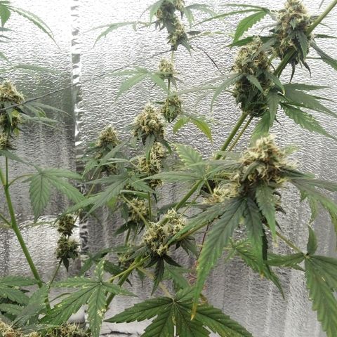 Gorilla Glue Auto Barney's Farm  growlog timeline photo