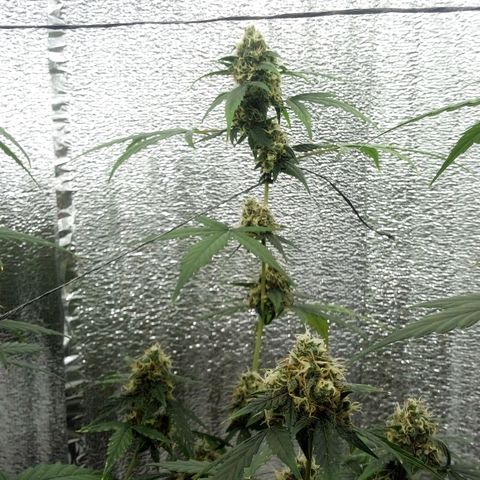 Gorilla Glue Auto Barney's Farm  growlog timeline photo