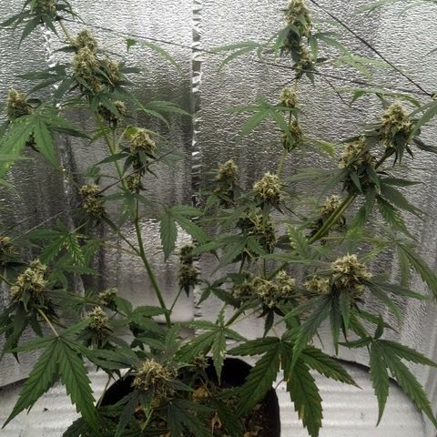Gorilla Glue Auto Barney's Farm  growlog timeline photo