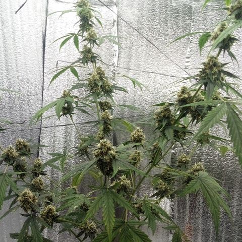 Gorilla Glue Auto Barney's Farm  growlog timeline photo