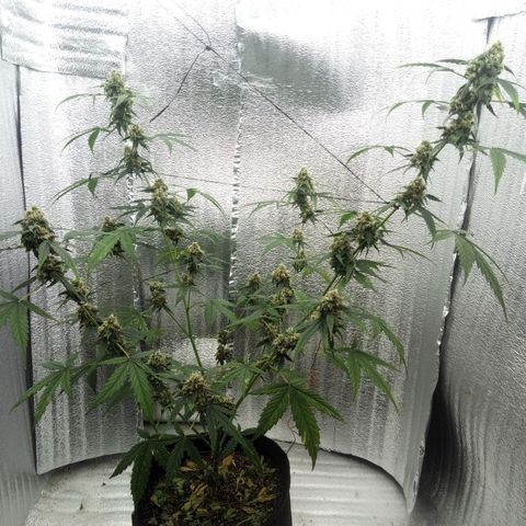 Gorilla Glue Auto Barney's Farm  growlog timeline photo