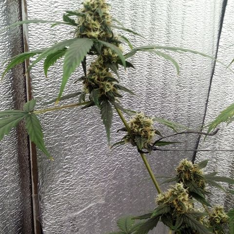 Gorilla Glue Auto Barney's Farm  growlog timeline photo