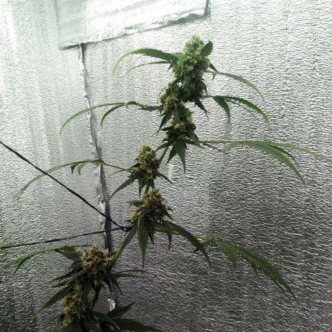 Gorilla Glue Auto Barney's Farm  growlog timeline photo