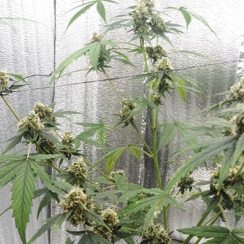 Gorilla Glue Auto Barney's Farm  growlog timeline photo