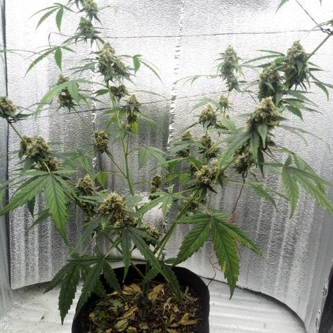 Gorilla Glue Auto Barney's Farm  growlog timeline photo