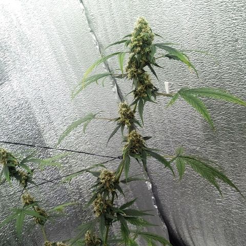 Gorilla Glue Auto Barney's Farm  growlog timeline photo
