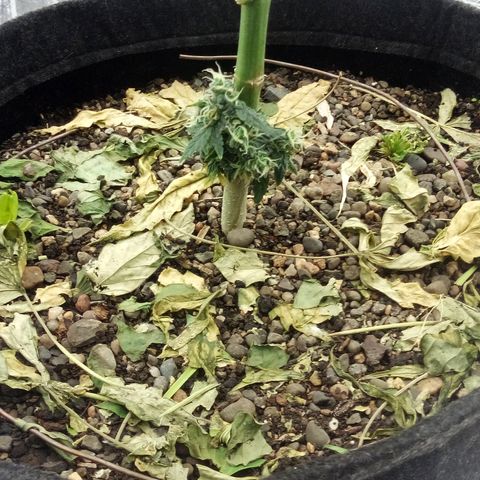 Gorilla Glue Auto Barney's Farm  growlog timeline photo