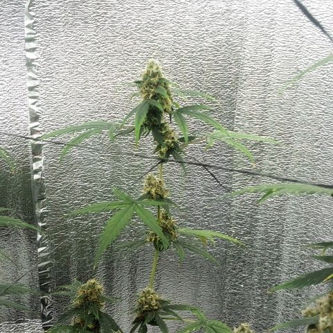 Gorilla Glue Auto Barney's Farm  growlog timeline photo