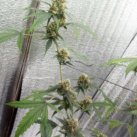 Gorilla Glue Auto Barney's Farm  growlog timeline photo