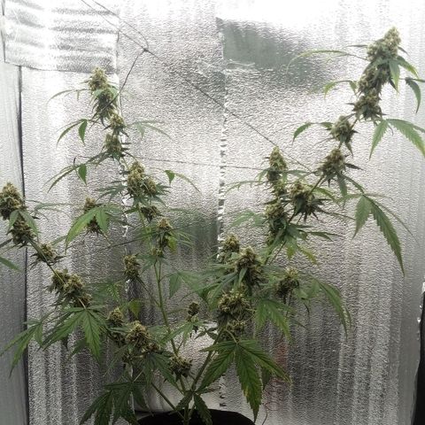 Gorilla Glue Auto Barney's Farm  growlog timeline photo