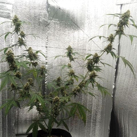 Gorilla Glue Auto Barney's Farm  growlog timeline photo