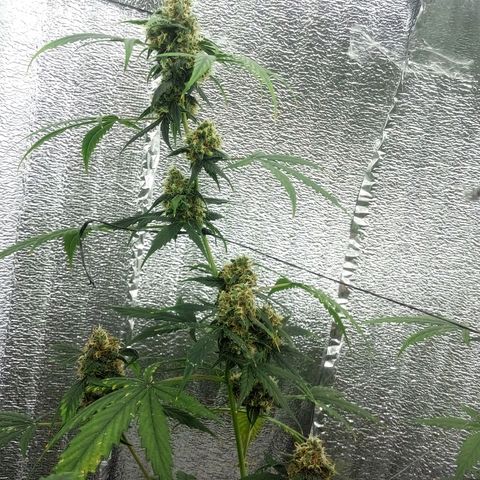 Gorilla Glue Auto Barney's Farm  growlog timeline photo