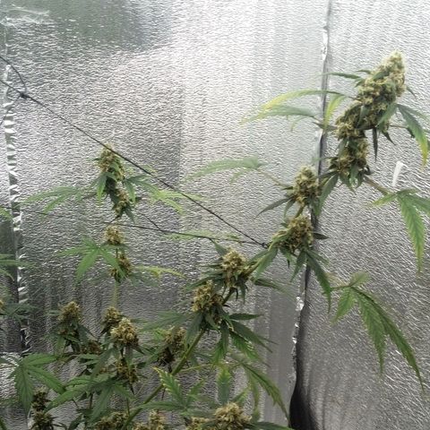 Gorilla Glue Auto Barney's Farm  growlog timeline photo