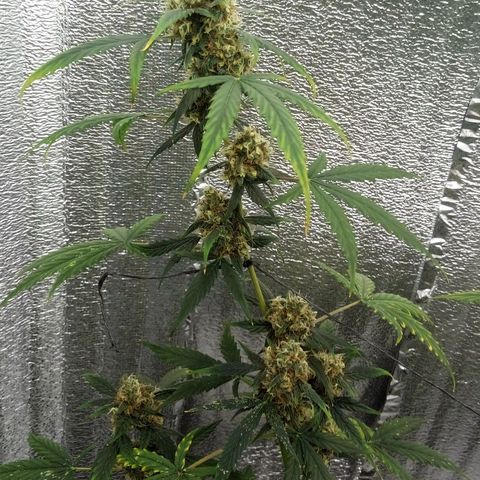 Gorilla Glue Auto Barney's Farm  growlog timeline photo