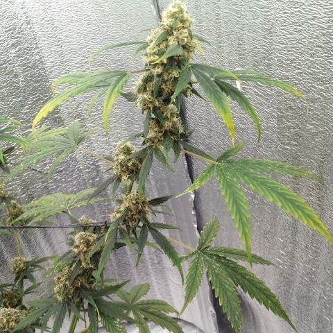 Gorilla Glue Auto Barney's Farm  growlog timeline photo