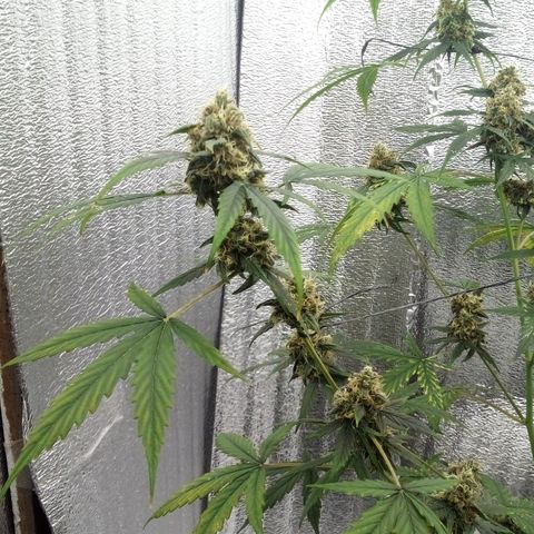 Gorilla Glue Auto Barney's Farm  growlog timeline photo