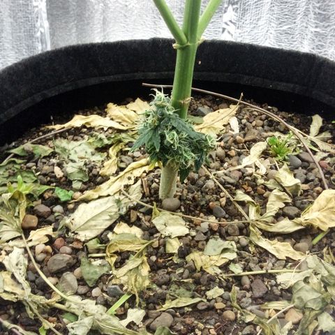 Gorilla Glue Auto Barney's Farm  growlog timeline photo