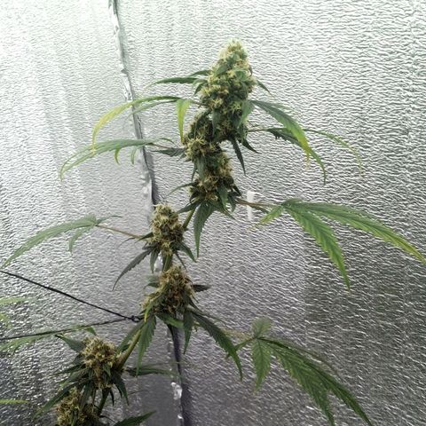 Gorilla Glue Auto Barney's Farm  growlog timeline photo